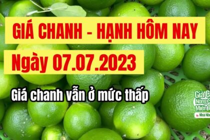 lime prices July 7, 2023
