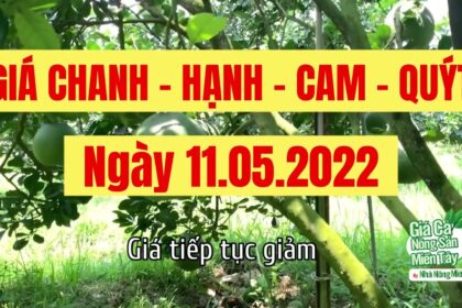 lime, calamansi, orange and mandarin price May 11, 2022