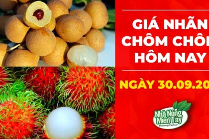 market prices, agricultural products, rambutan and longan price September 30, 2022