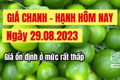 lime prices August 29, 2023