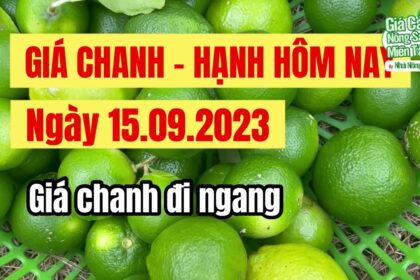 lime prices September 15, 2023