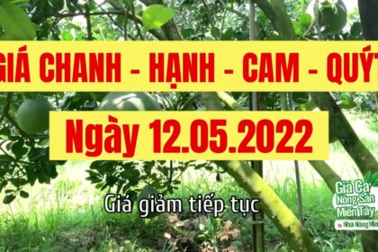 lime, calamansi, orange and mandarin price May 12, 2022