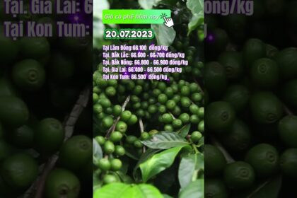 Vietnam coffee prices July 20, 2023