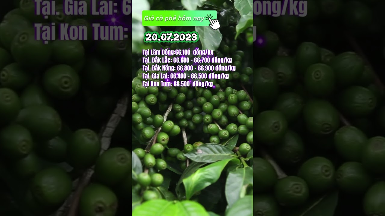 Vietnam coffee prices July 20, 2023