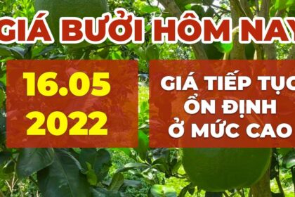 green-skin pomelo, market prices and agricultural products price May 16, 2022