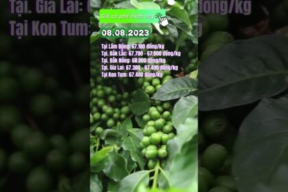 Vietnam coffee prices August 8, 2023