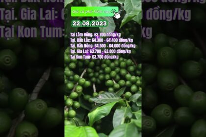Vietnam coffee prices August 22, 2023