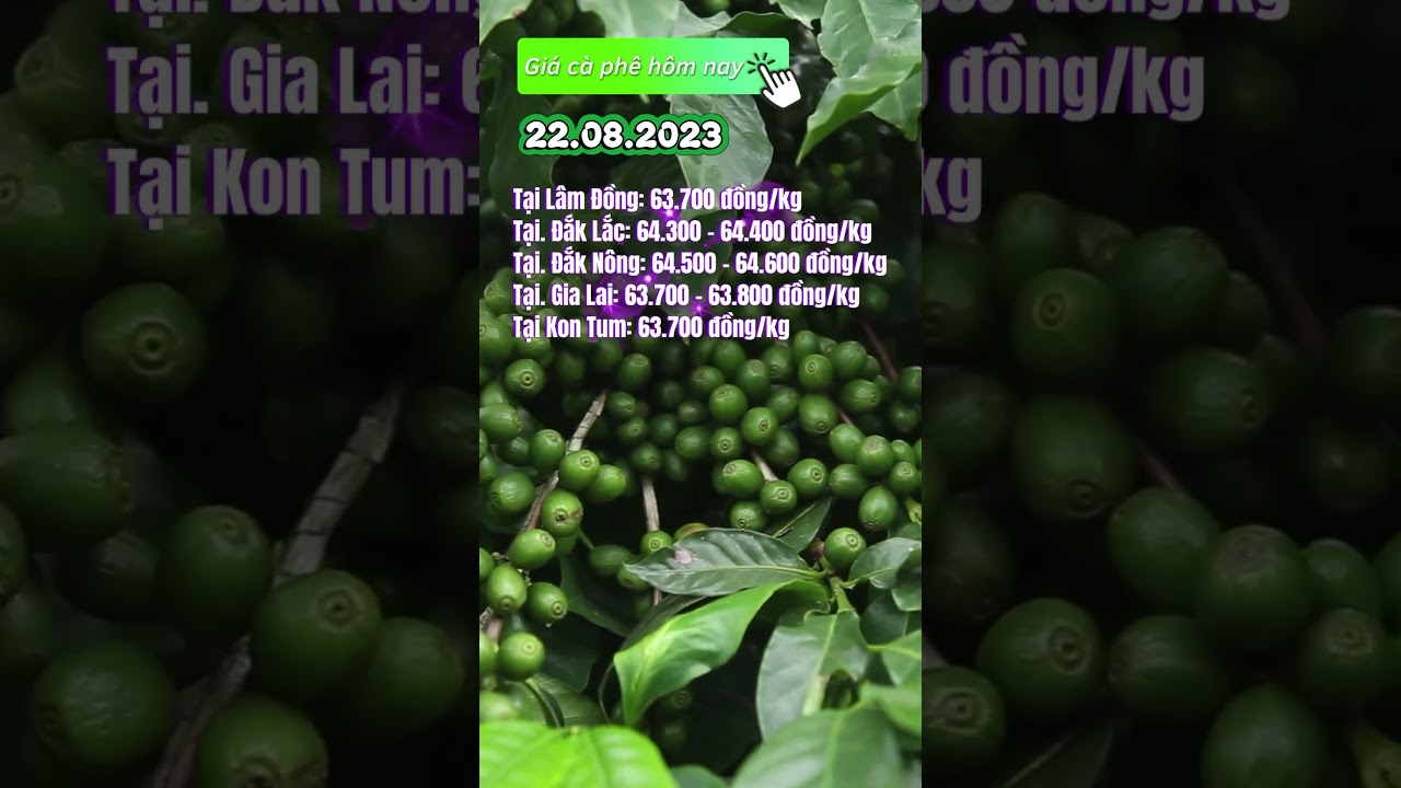 Vietnam coffee prices August 22, 2023