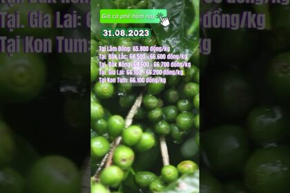 Vietnam coffee prices August 31, 2023