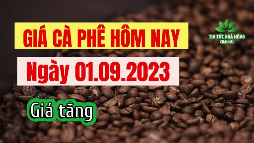 Vietnam coffee prices September 1, 2023