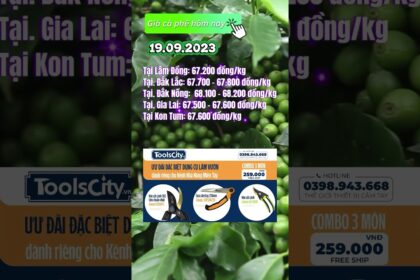 Vietnam coffee prices September 19, 2023