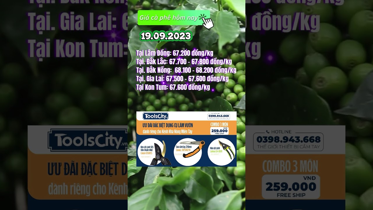 Vietnam coffee prices September 19, 2023