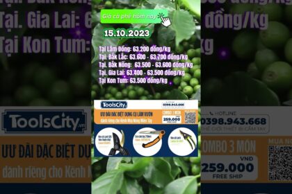 Vietnam coffee prices October 15, 2023