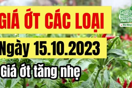 chili price October 15, 2023