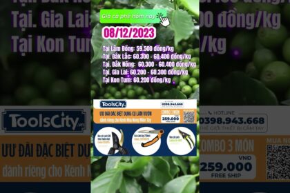 Vietnam coffee prices December 8, 2023