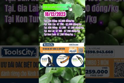 Vietnam coffee prices December 18, 2023