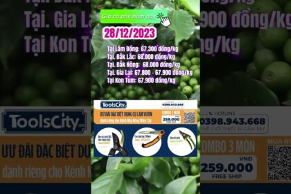 Vietnam coffee prices December 28, 2023