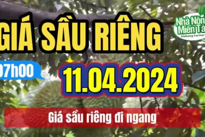 Vietnam durian prices April 11, 2024