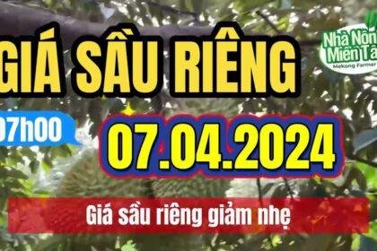 Vietnam durian prices April 7, 2024