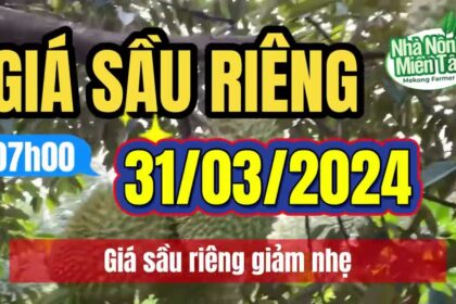 Vietnam durian prices March 31, 2024
