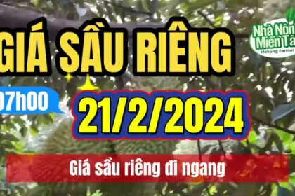 Vietnam durian prices February 21, 2024