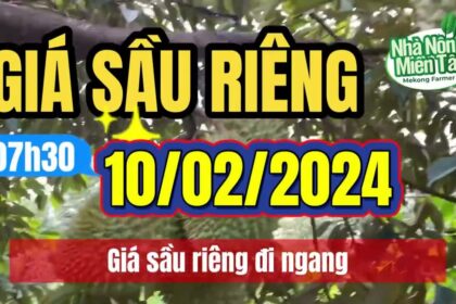 Vietnam durian prices February 10, 2024