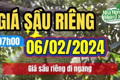 Vietnam durian prices February 6, 2024