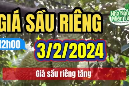 Vietnam durian prices February 3, 2024