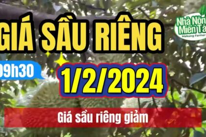 Vietnam durian prices February 1, 2024