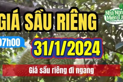 Vietnam durian prices January 31, 2024