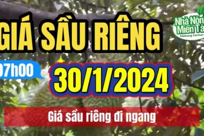 Vietnam durian prices January 30, 2024
