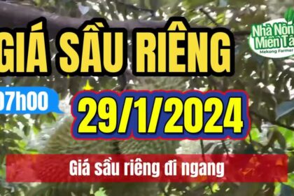 Vietnam durian prices January 29, 2024