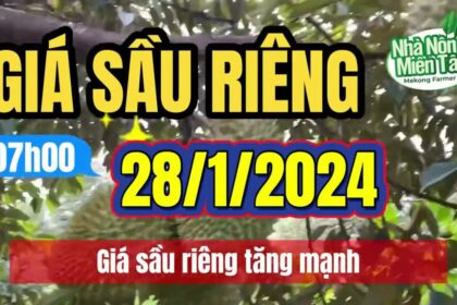 Vietnam durian prices January 28, 2024