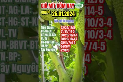 Vietnam Thai jackfruit prices January 25, 2024