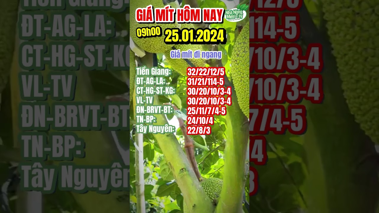 Vietnam Thai jackfruit prices January 25, 2024