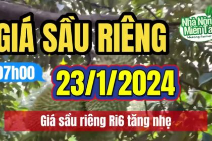 Vietnam durian prices January 23, 2024