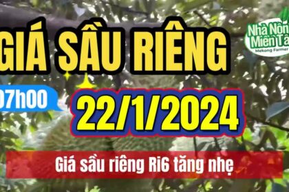 Vietnam durian prices January 22, 2024