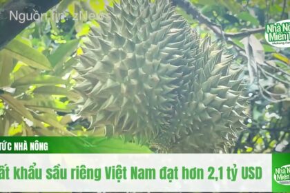 Vietnam durian exports