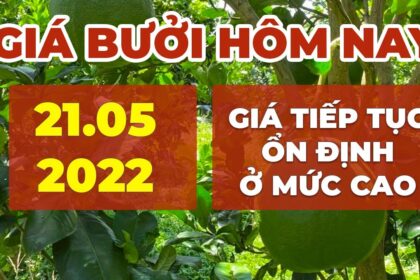 green-skin pomelo, market prices and agricultural products price May 21, 2022