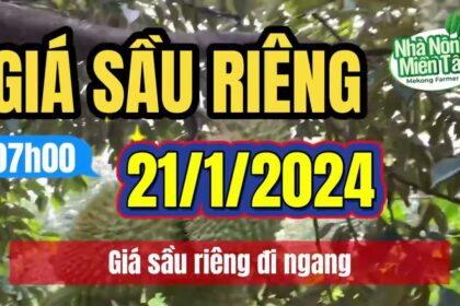 Vietnam durian prices January 21, 2024