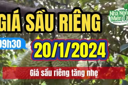 Vietnam durian prices January 20, 2024