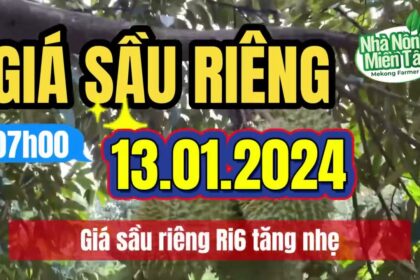 Vietnam durian prices January 13, 2024
