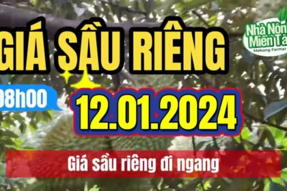 Vietnam durian prices January 12, 2024