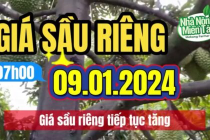 Vietnam durian prices January 11, 2024
