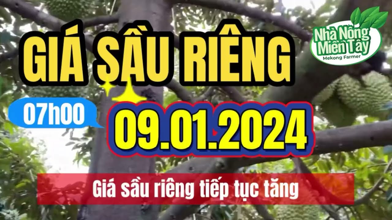 Vietnam durian prices January 11, 2024