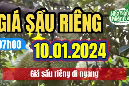 Vietnam durian prices January 10, 2024