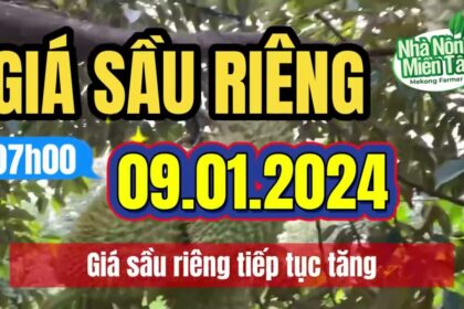 Vietnam durian prices January 9, 2024