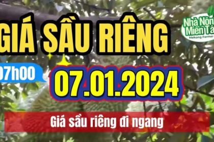 Vietnam durian prices January 7, 2024