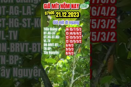 Vietnam Thai jackfruit prices December 21, 2023