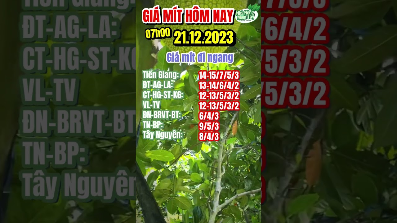 Vietnam Thai jackfruit prices December 21, 2023